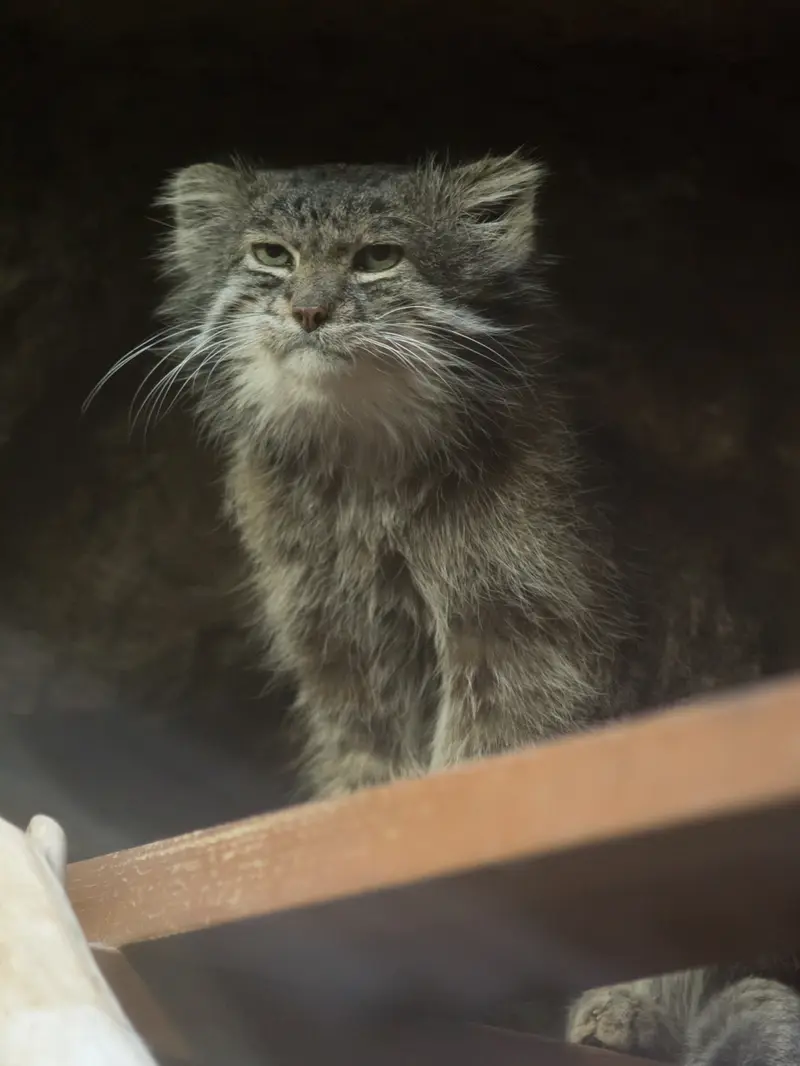 Фотография Клёна в Зоопарке Уено