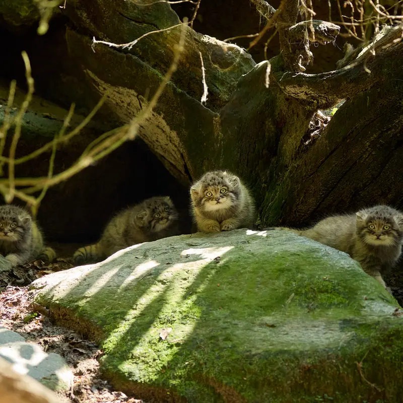Фотография Саран, Цас, Туя́, и Ариуны в Ла Торбиере
