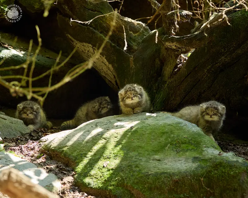 Фотография Саран, Цас, Туя́, и Ариуны в Ла Торбиере