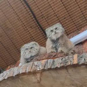 Фотография с манулом