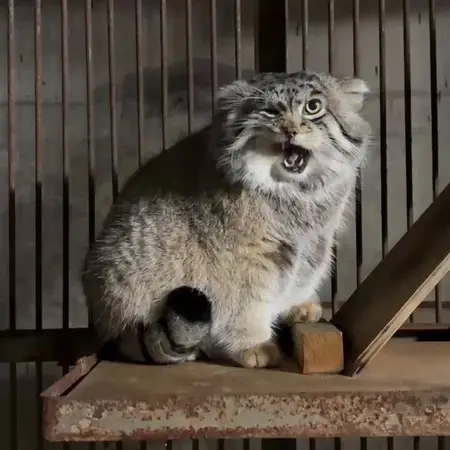 Фотография Груши в Зоопарке Асахияма