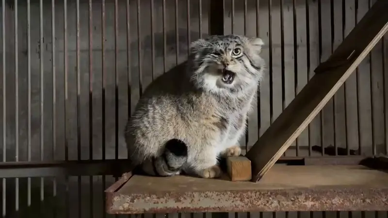 Фотография Груши в Зоопарке Асахияма