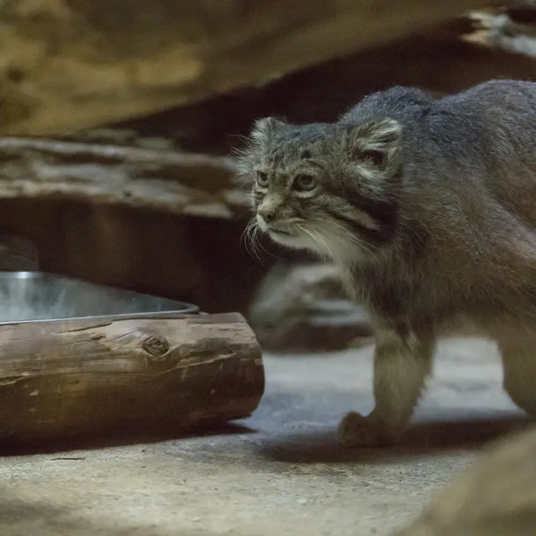 Фотография Клёна в Зоопарке Уено