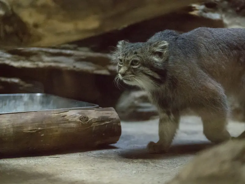 Фотография Клёна в Зоопарке Уено