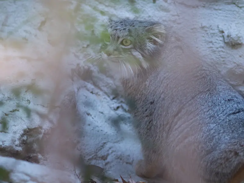 Фотография Фиги в Зоопарке Ногеяме