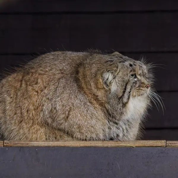 Фотография Музтау в Зоопарке Брно