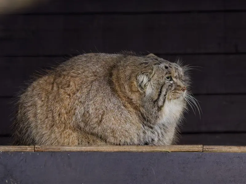 Фотография Музтау в Зоопарке Брно