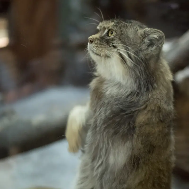 Фотография Примулы в Зоопарке Уено