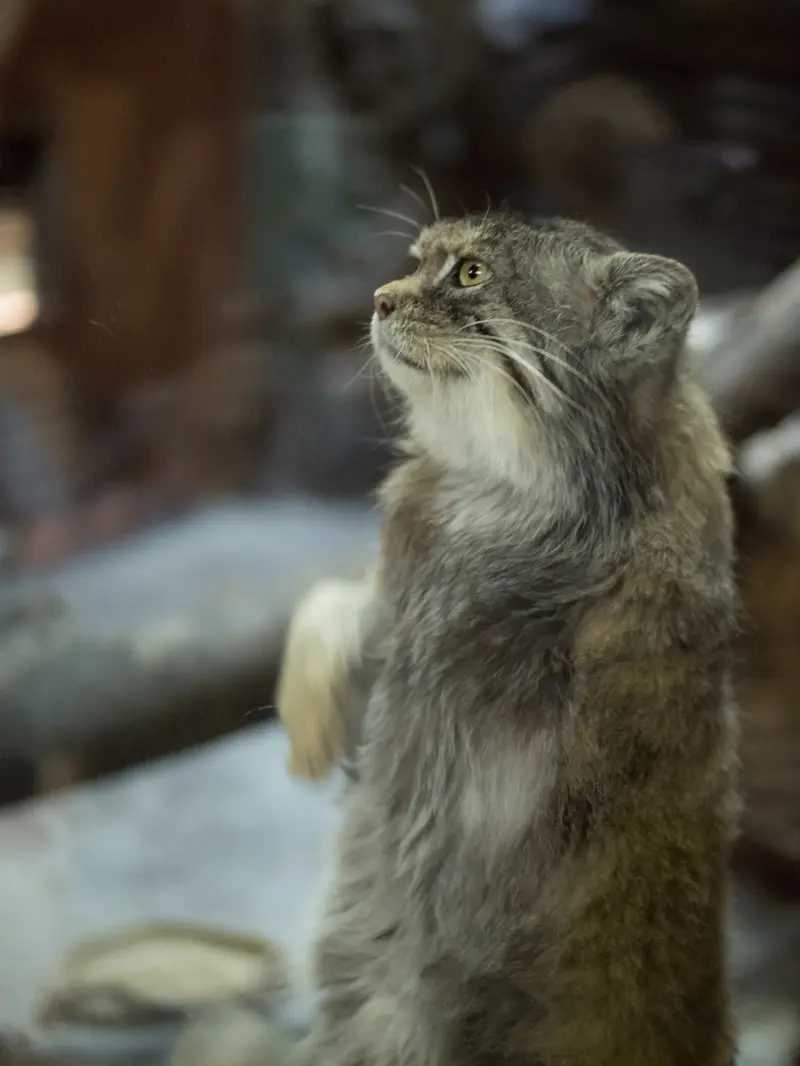 Фотография Примулы в Зоопарке Уено