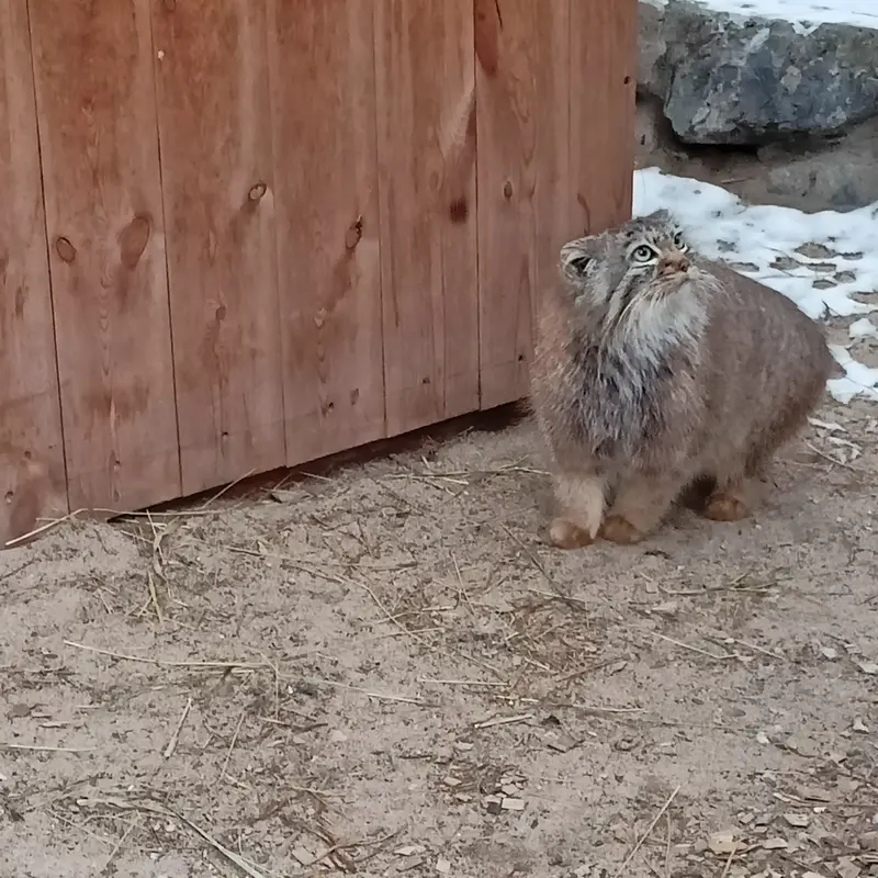 Фотография Габи в Новосибирском Зоопарке