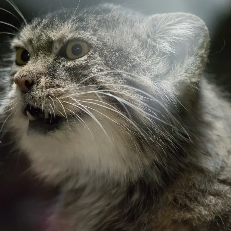 Фотография Примулы в Зоопарке Уено