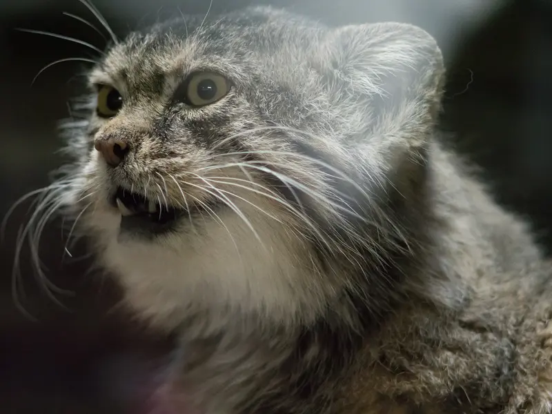 Фотография Примулы в Зоопарке Уено