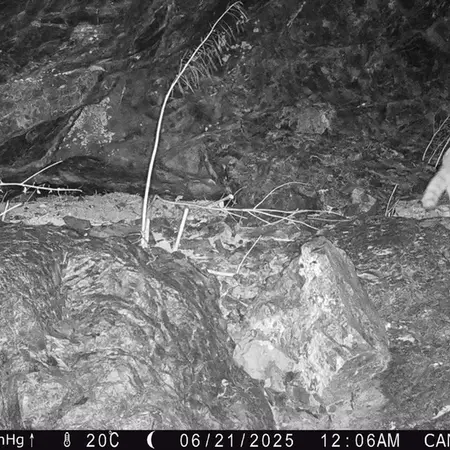 Фотография Сибирского Манула с фотоловушки Жунды 1