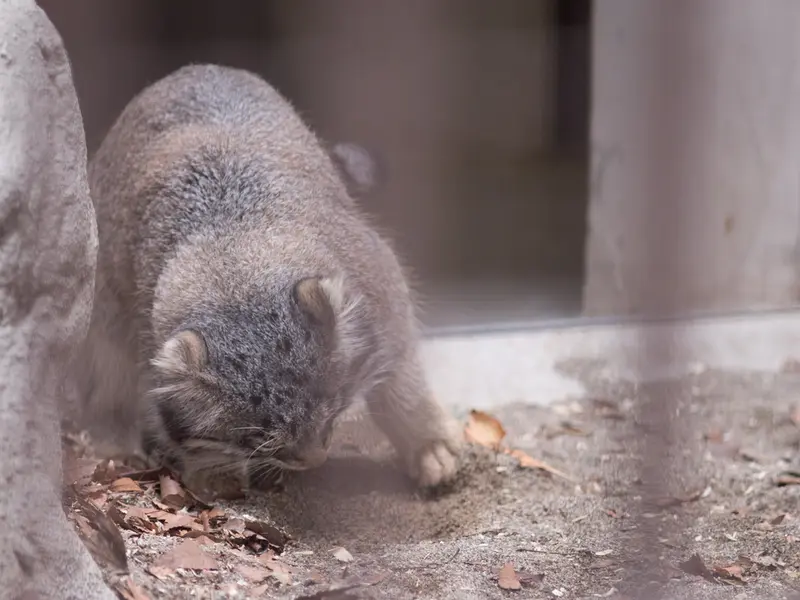 Фотография Фиги в Зоопарке Ногеяме