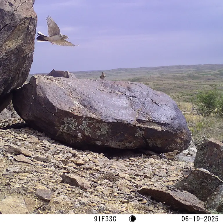 Фотография с манулом с фотоловушки Кошкар [новинка]