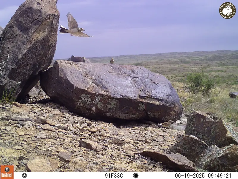 Фотография с манулом с фотоловушки Кошкар [новинка]