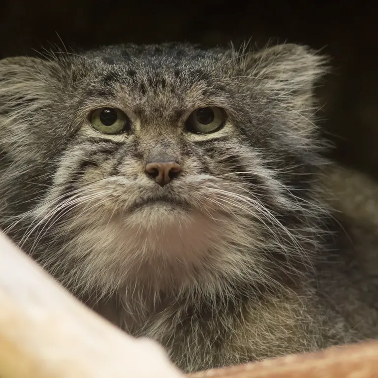 Фотография Клёна в Зоопарке Уено