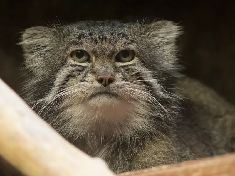 Фотография Клёна в Зоопарке Уено