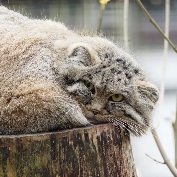Фотография Зая в Гданском Зоопарке