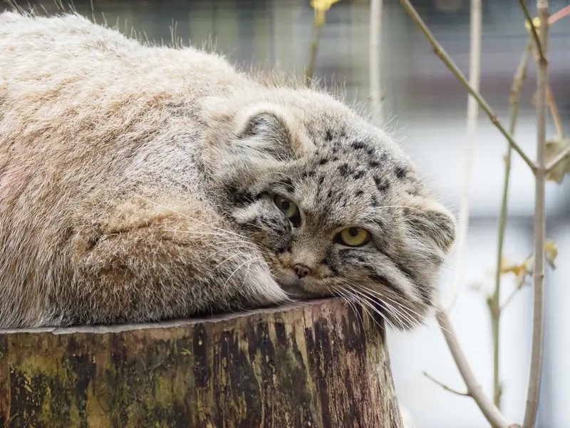 Фотография Зая в Гданском Зоопарке