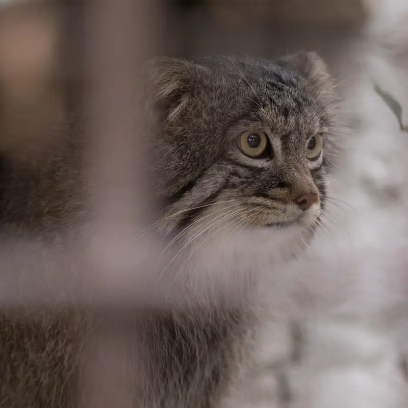 Фотография Фиги в Зоопарке Ногеяме
