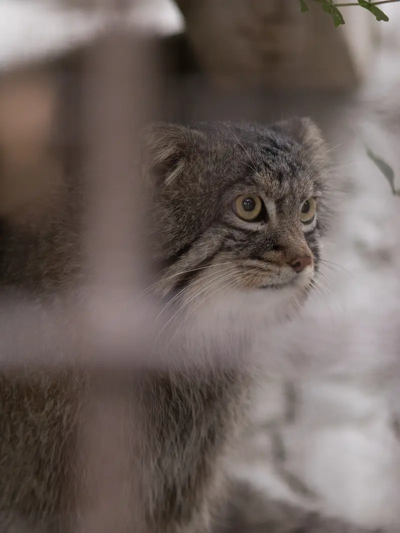 Фотография Фиги в Зоопарке Ногеяме