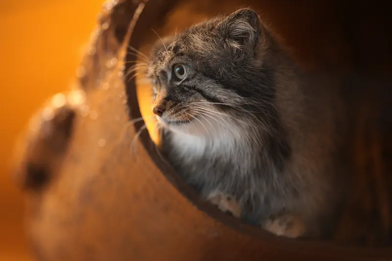 Фотография Лотоса в Зоопарке Асахияма