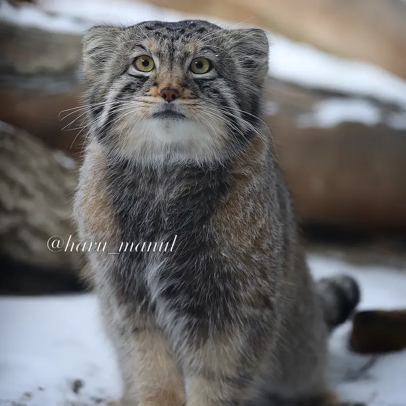 Фотография Нагому в Царстве Животных Насу