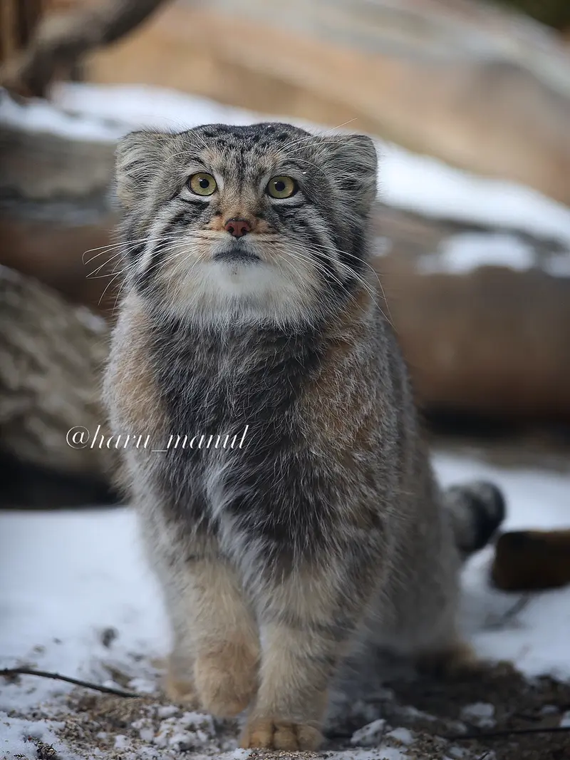 Фотография Нагому в Царстве Животных Насу