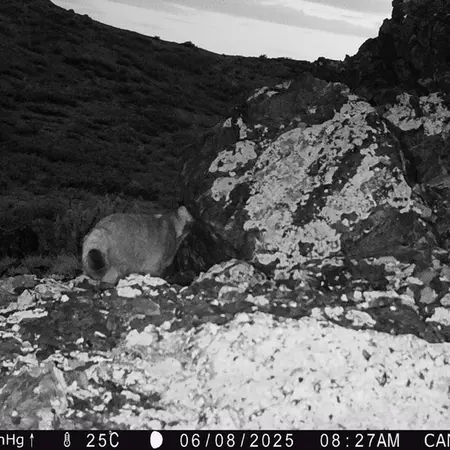 Фотография Сибирского Манула с фотоловушки Жиланды