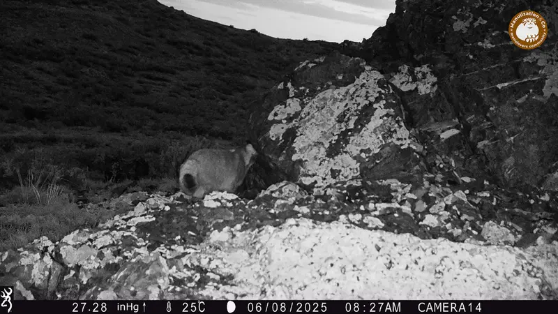 Фотография Сибирского Манула с фотоловушки Жиланды