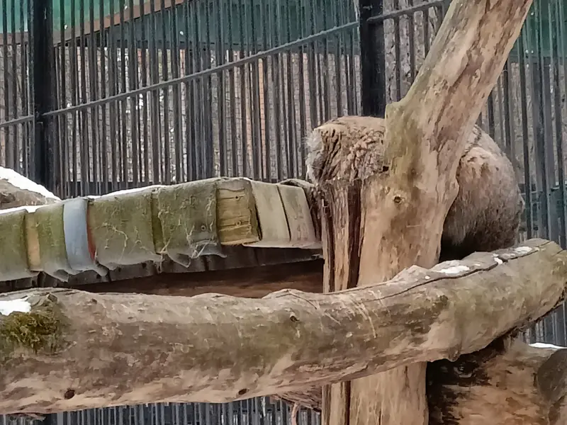 Фотография с манулом