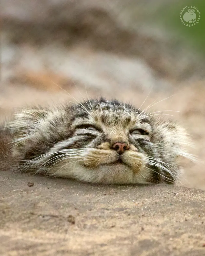 Фотография с манулом
