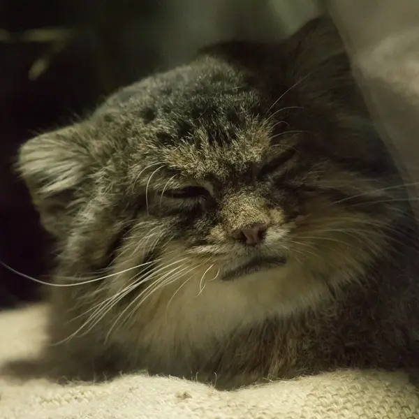 Фотография Примулы в Зоопарке Уено