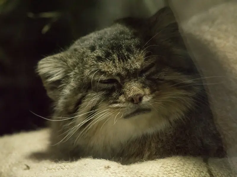 Фотография Примулы в Зоопарке Уено