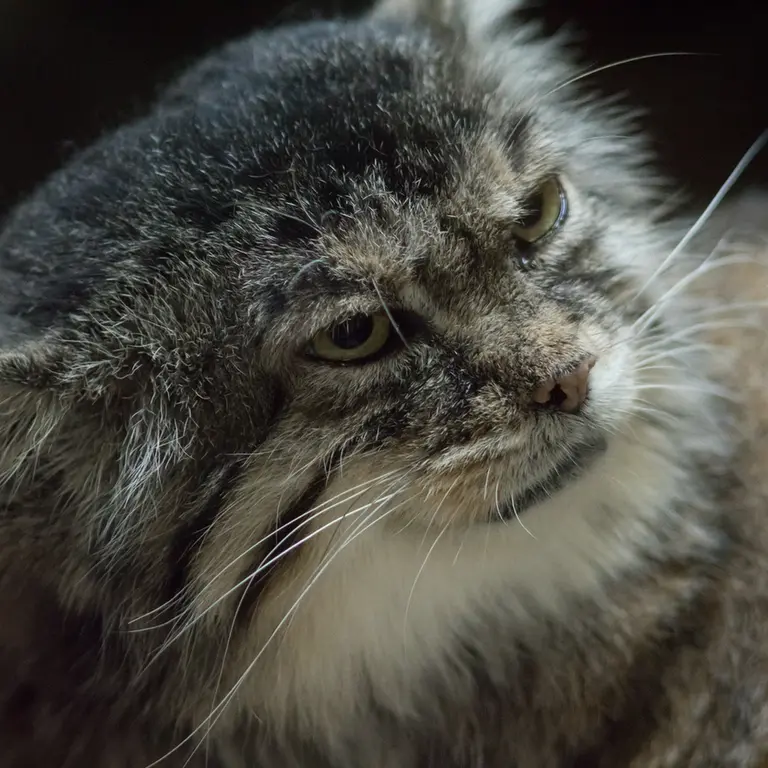 Фотография Примулы в Зоопарке Уено