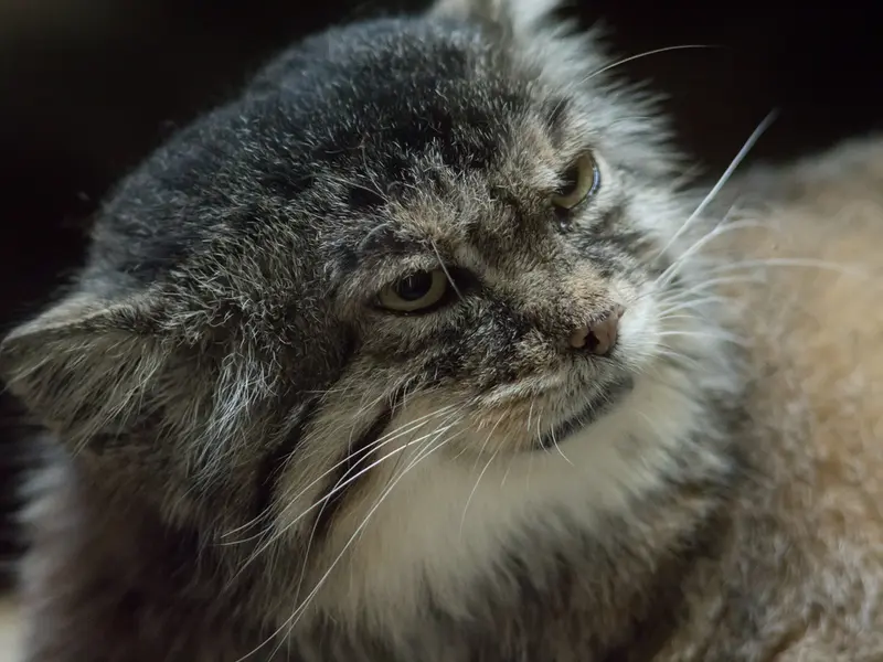 Фотография Примулы в Зоопарке Уено