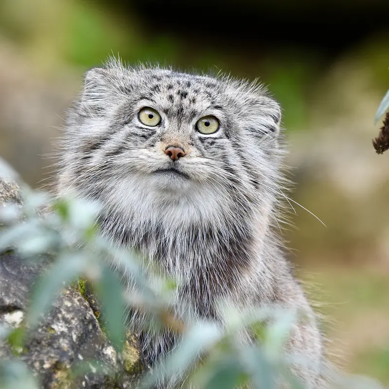 Фотография Наму в Парке диких животных Порт-Лимпн