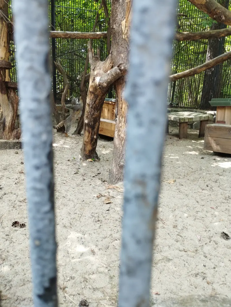 Фотография с манулом в Новосибирском Зоопарке