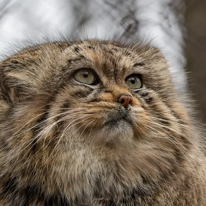 Фотография Ману в Зоопарке Брно
