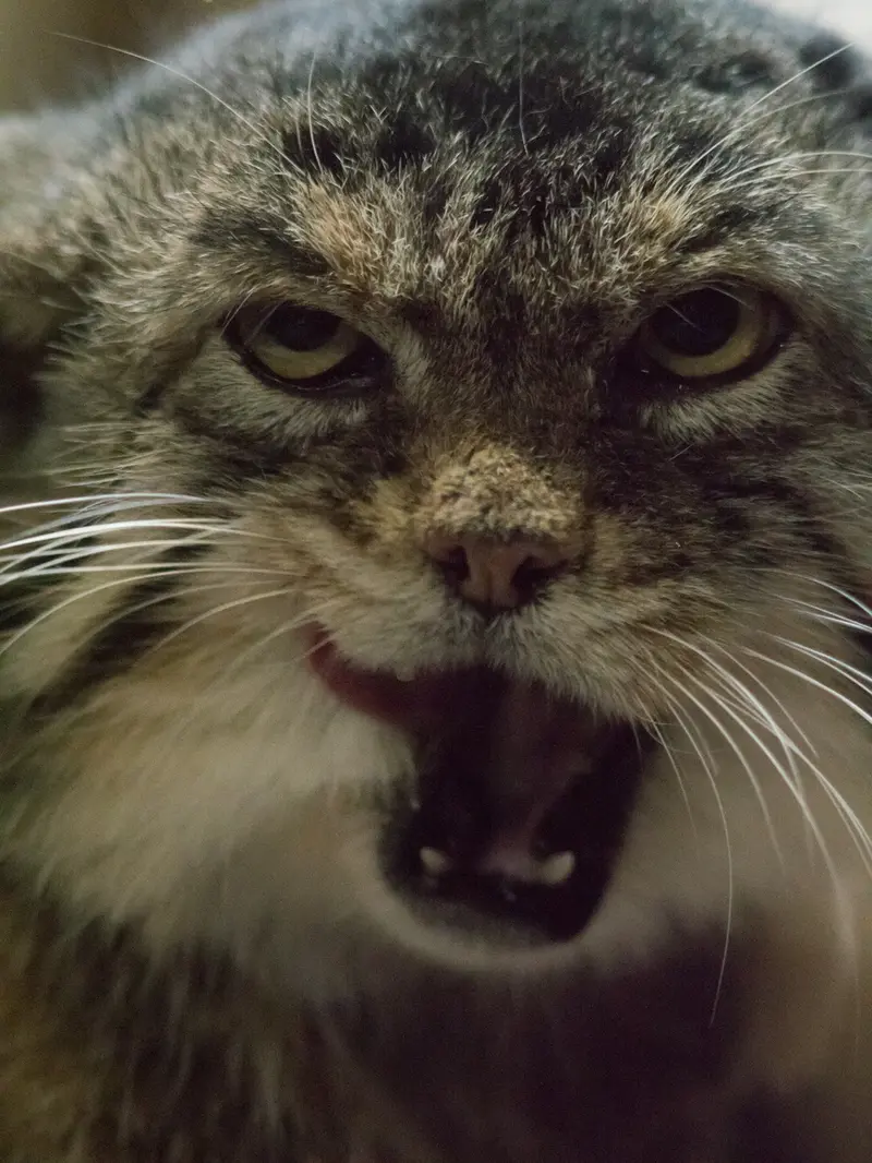 Фотография Примулы в Зоопарке Уено