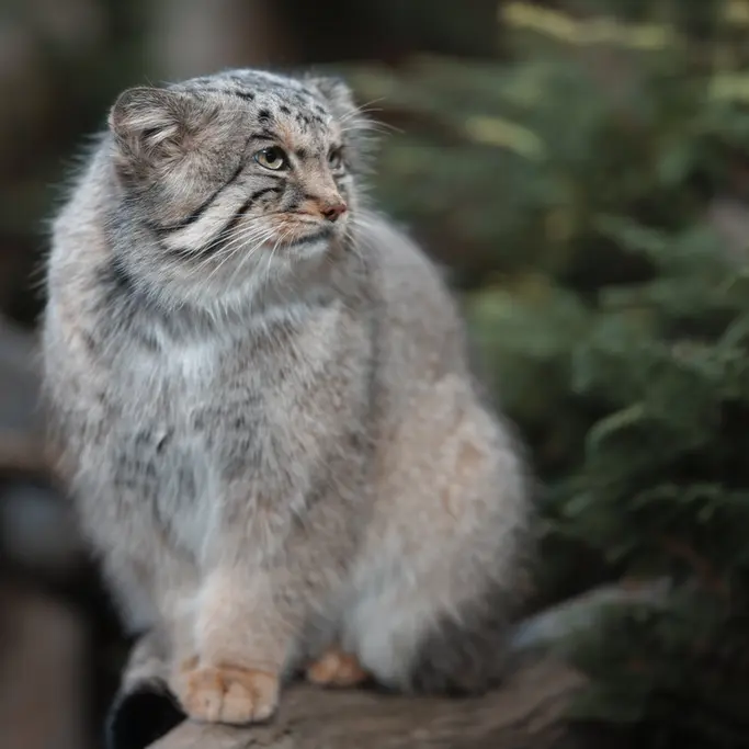 Фотография Бора в Царстве Животных Насу