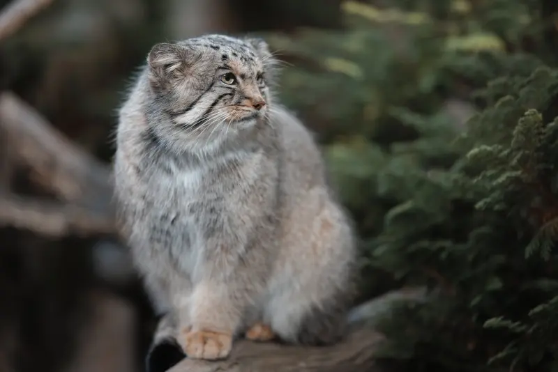 Фотография Бора в Царстве Животных Насу