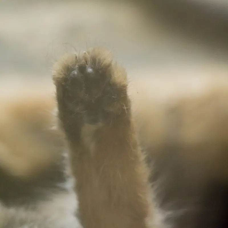 Фотография Примулы в Зоопарке Уено