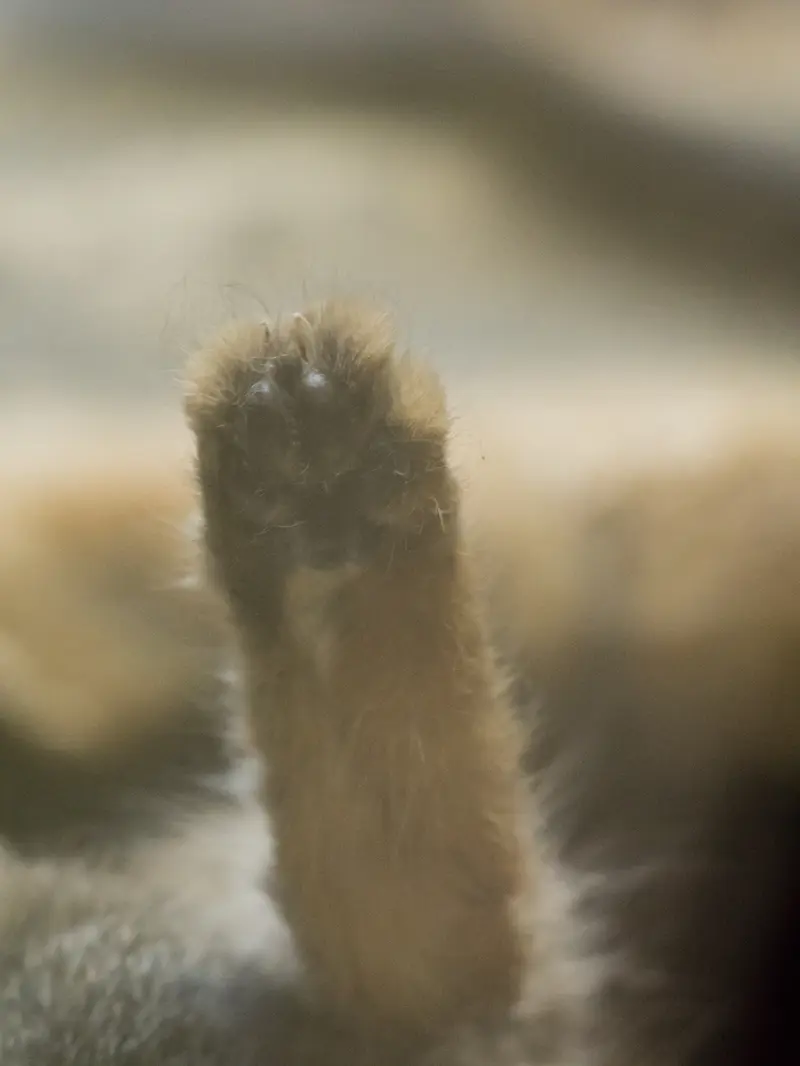 Фотография Примулы в Зоопарке Уено