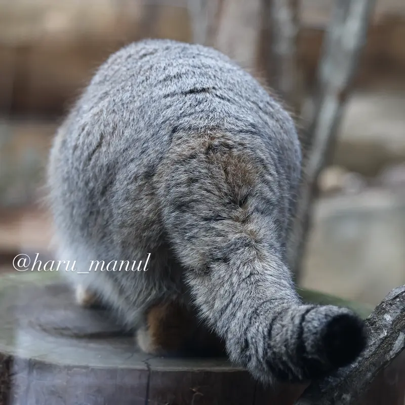 Фотография Нагому в Царстве Животных Насу