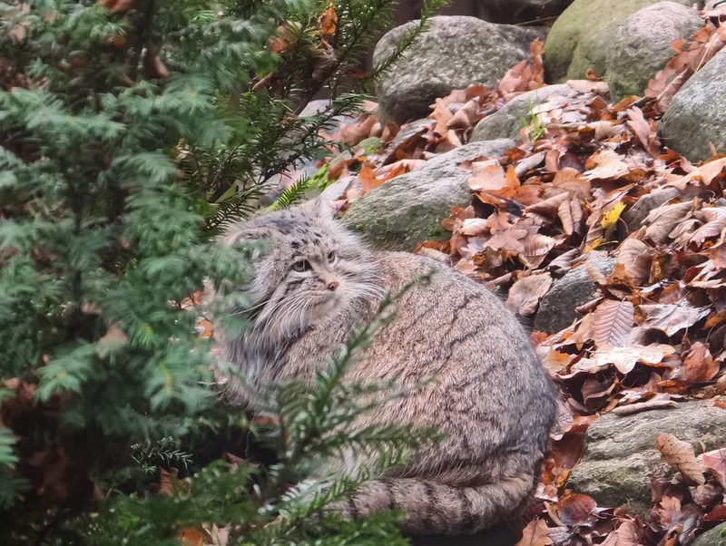 Фотография Мани в Познаньском Новом Зоопарке