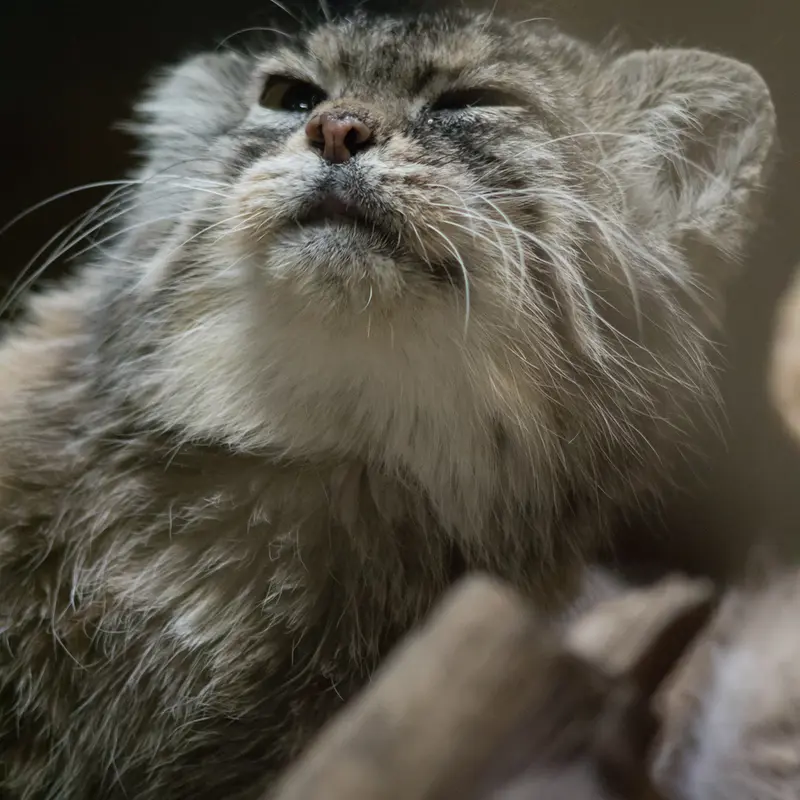 Фотография Примулы в Зоопарке Уено