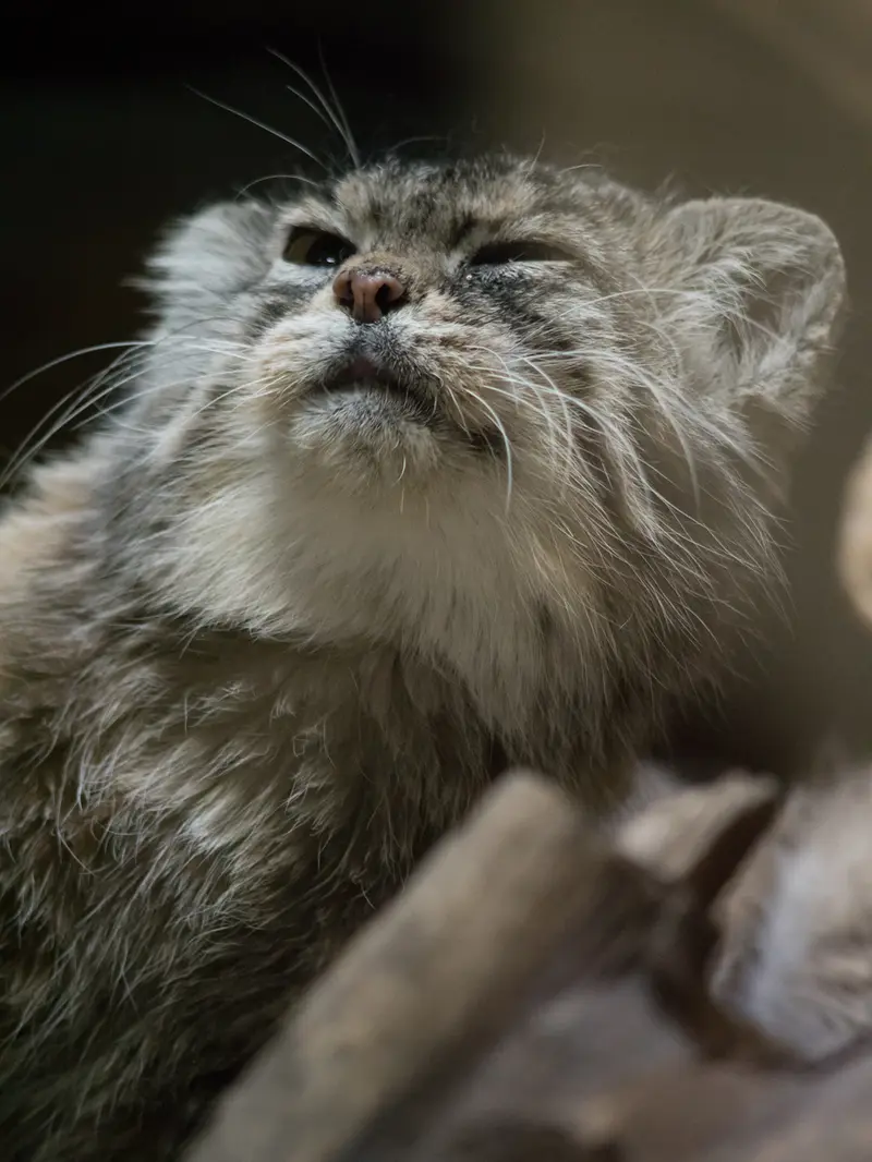 Фотография Примулы в Зоопарке Уено