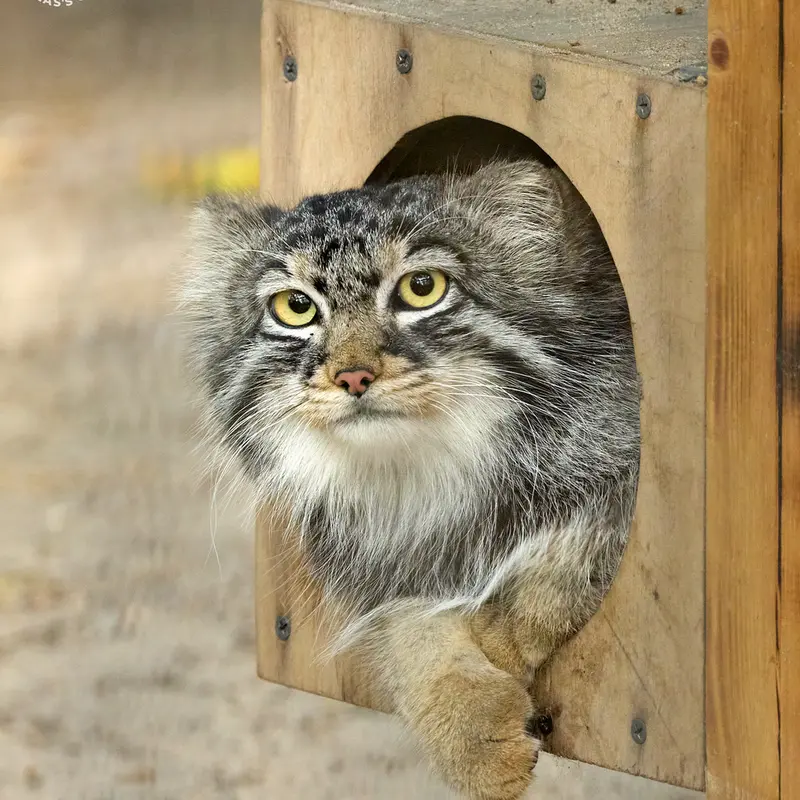 Фотография Брюса в Новосибирском Зоопарке